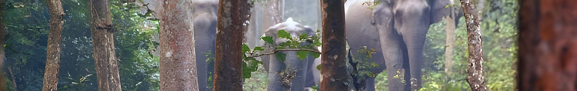 Chilapata