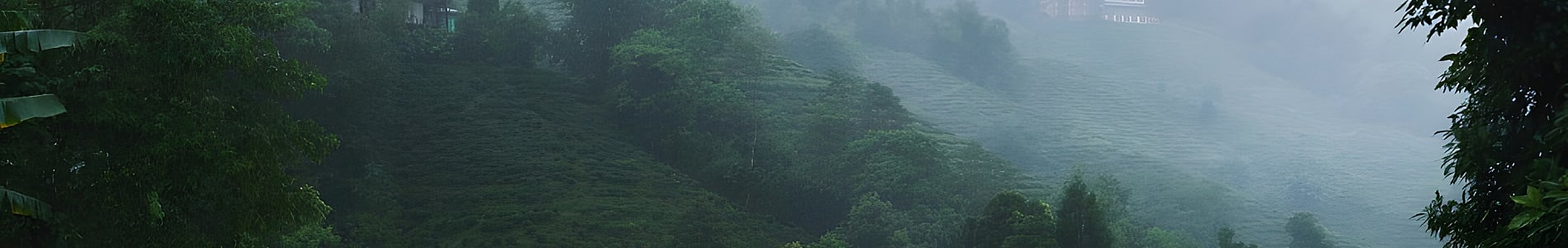 Gopaldhara Tea Estate