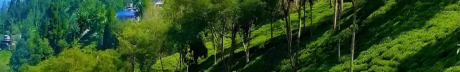 Rangaroon