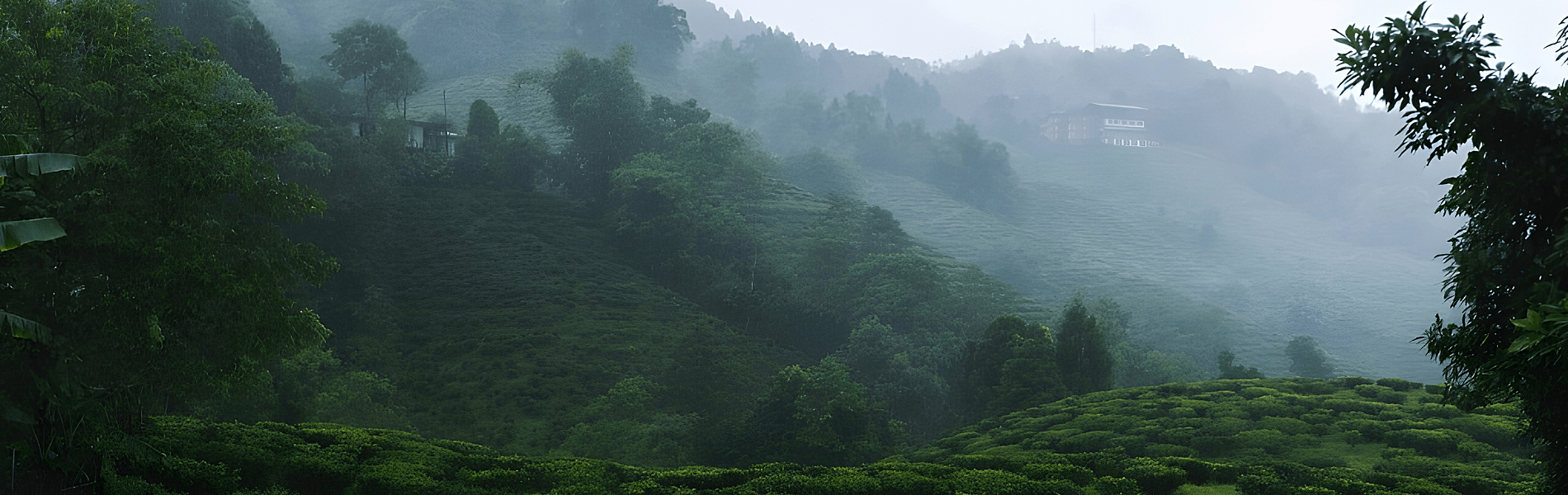 Gopaldhara Tea Estate